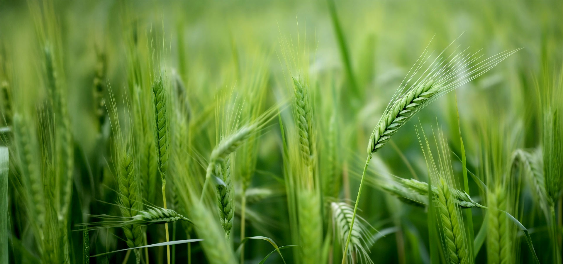 Zbliżenie na zdrowe, zielone kłosy zboża uprawianego z nasion kwalifikowanych PHU Agromix.